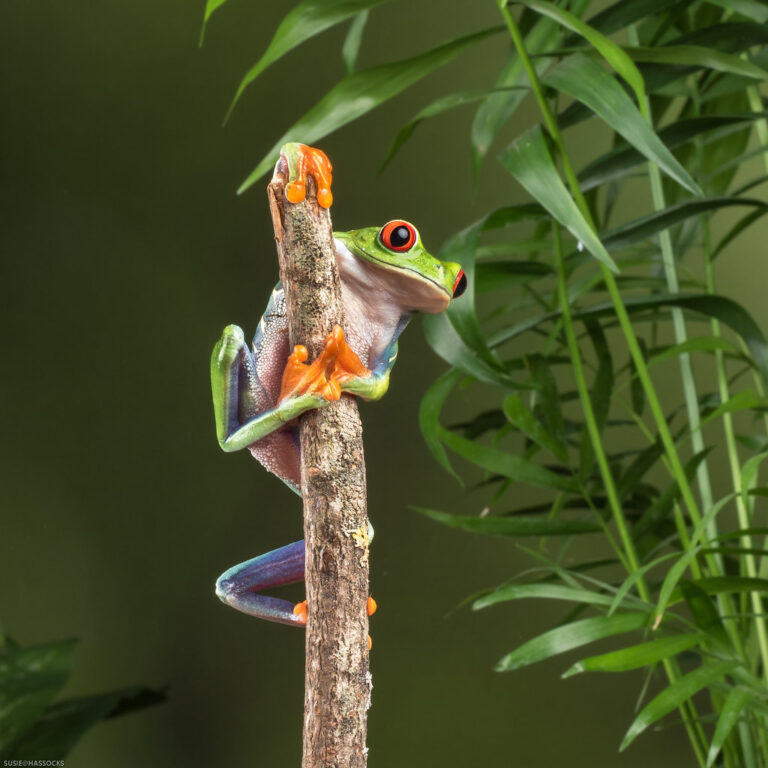Exodus 8: Frogs and the Yearning for Liberation – A Foreshadowing of Jesus