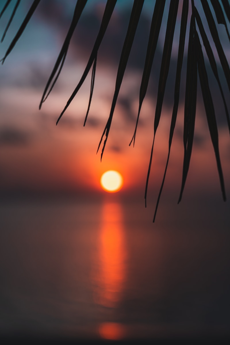 the sun is setting over the ocean with a palm leaf