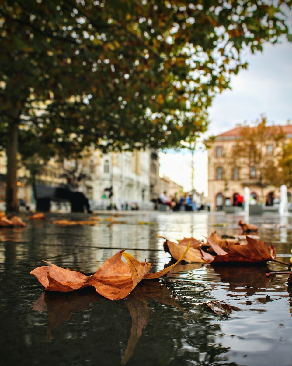 brown leaf on water during daytime