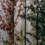 Wilted and Fresh Vines on Wooden Wall