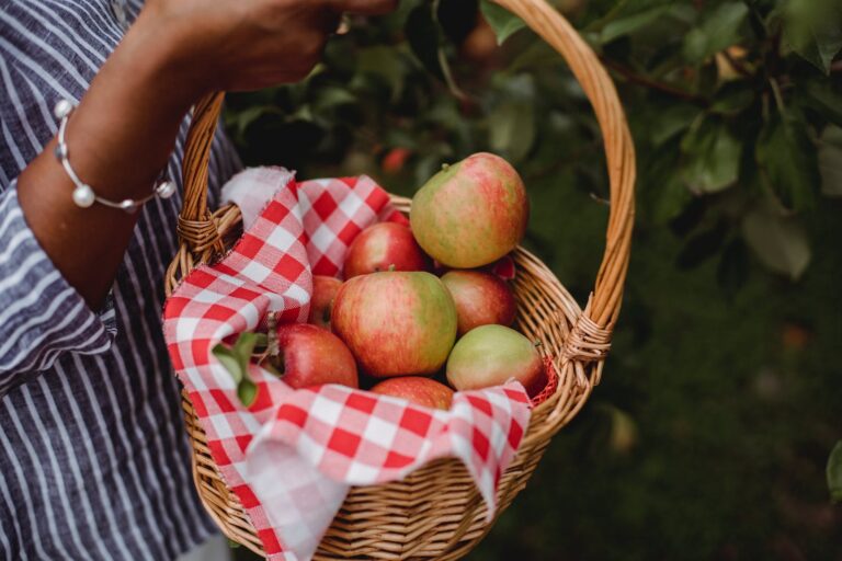Amos 8: A Basket of Ripe Fruit, a Feast Turned Famine