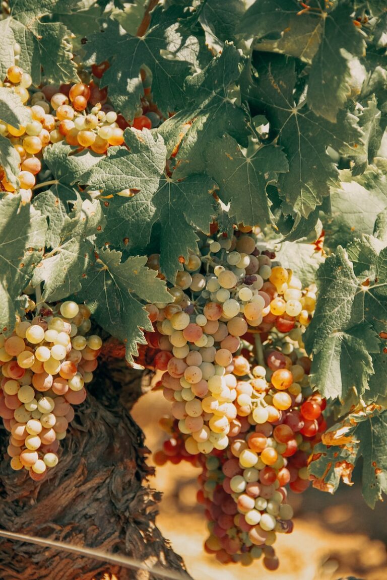 Hosea 5: From Tainted Vines to Tender Grapes – Echoes of Jesus in a Journey of Healing