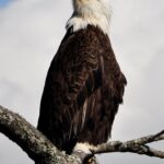 bald eagle standing on gray tree branch