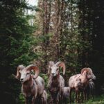 herd of rams in forest